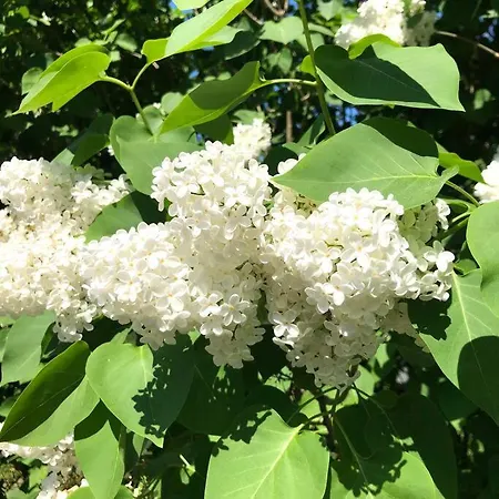 דירה Idyllic Suite In The Heart Of Tammisaari